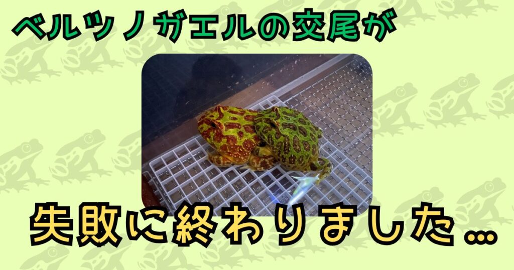 ベルツノガエルの交尾が失敗に終わりました…